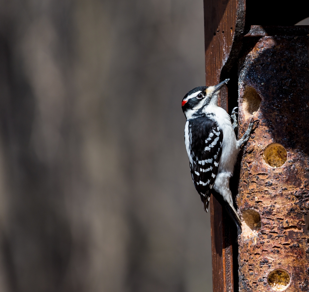 Downy Woodpecker 