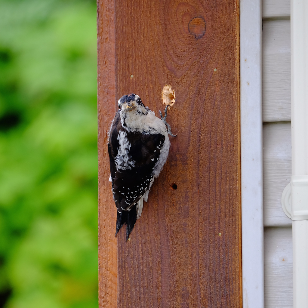 woodpecker making a hole in the siding of a Dublin, CA home